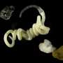 Nature's original bioplastic may have fed animals for hundreds of millions of years