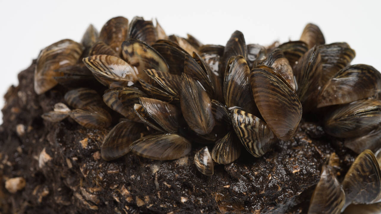Michigan test kills over 80% of invasive zebra mussels in five days