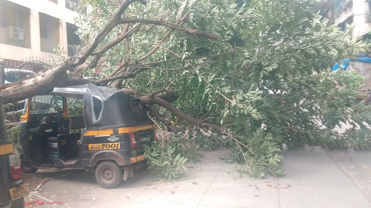 Thane: Tree Falls On Parked Auto-Rickshaw In Kalwa, No Injuries Reported