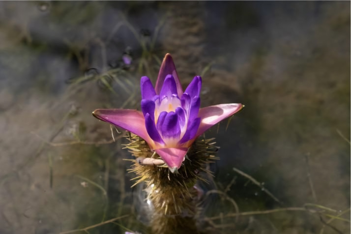 Seoul Botanic Park exhibition features rare water lilies, lotus flowers