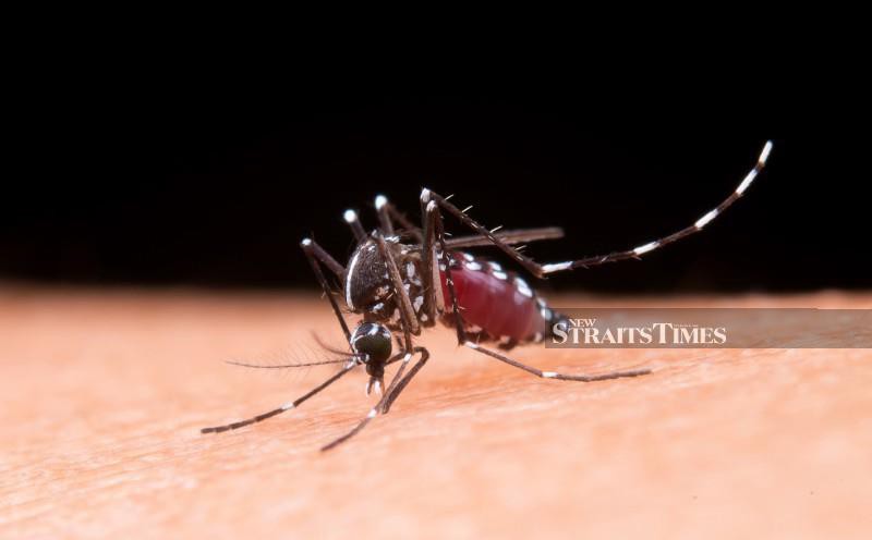 Private hospitals report rise in dengue admissions