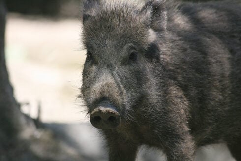What to do if you encounter a disease-carrying wild boar on the Costa del Sol, according to medical professionals