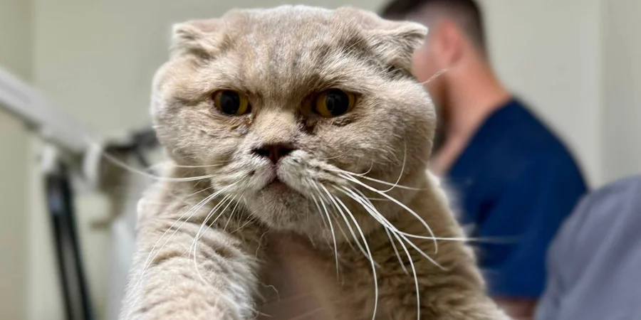 Cat survives three days under rubble after Russian strike