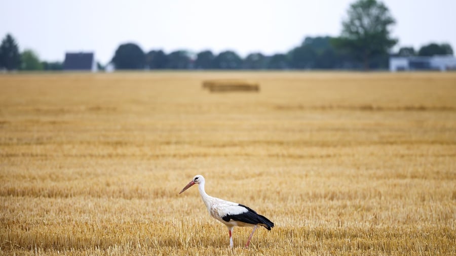 Niedrigwasser: Wassermangel bedroht die Wildtierwelt