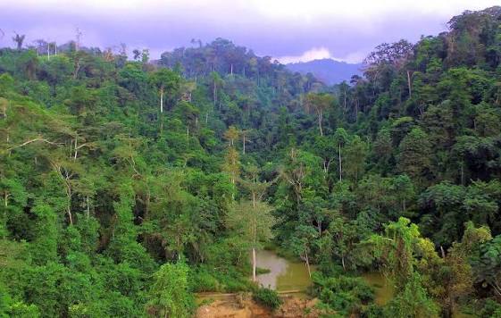 NAIMOS steps up response to alleged illegal mining in Atewa Forest Reserve