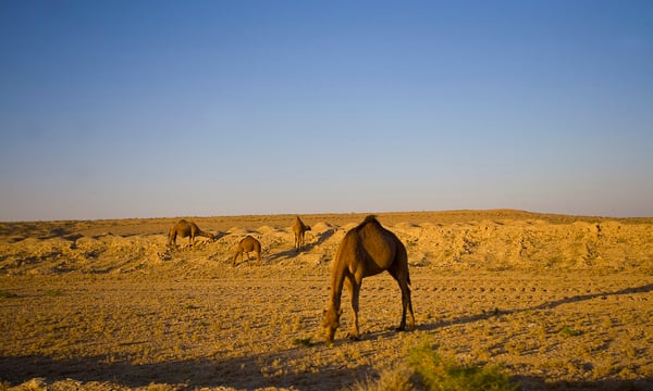 In Turkmenistan’s Data Desert, the Golden Age Is a Mirage