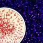 Avoiding a sticky situation: How cells stop messenger RNAs from clumping together