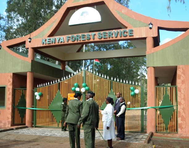 KFS probes illegal felling of 350 trees in Saboti Forest