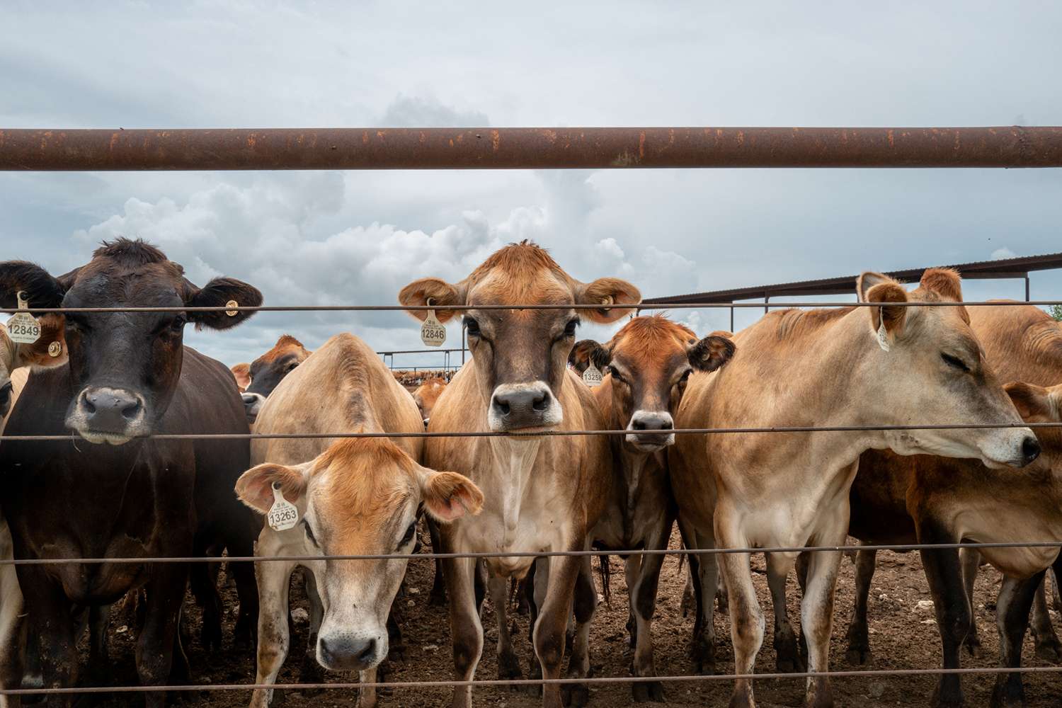 Trump Picks the Wrong Beef Before Midterms