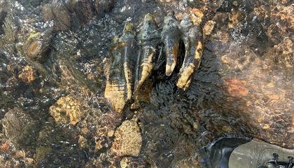 A Geologist in California Found Something Strange Sticking Out of a Creek. A Reverse Image Search Told Her It Was an Ancient Mastodon Tooth