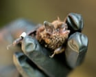 Wing and a prayer: how probiotics might save bat species from a killer fungus