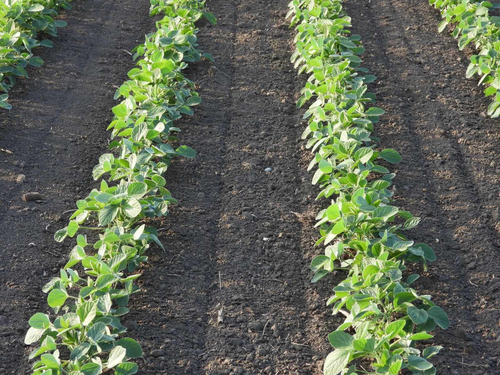Soybeans Holding Steady on Monday Morning