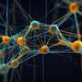 Neuron cell bodies switch gene programs to steer growing axons, study finds