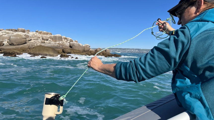 Citizen scientists maintain dolphin vigilance amid bird flu threat