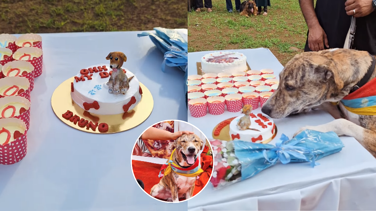 Ohh My Dog Star Oscar Aka Bruno Celebrated With 'Pup Cakes', Flowers At Mumbai Park After Winning Hearts With His Performance | WATCH