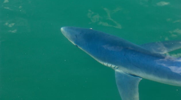 ‘A beautiful animal’: Shark fishing needs more regulation and training, expert says