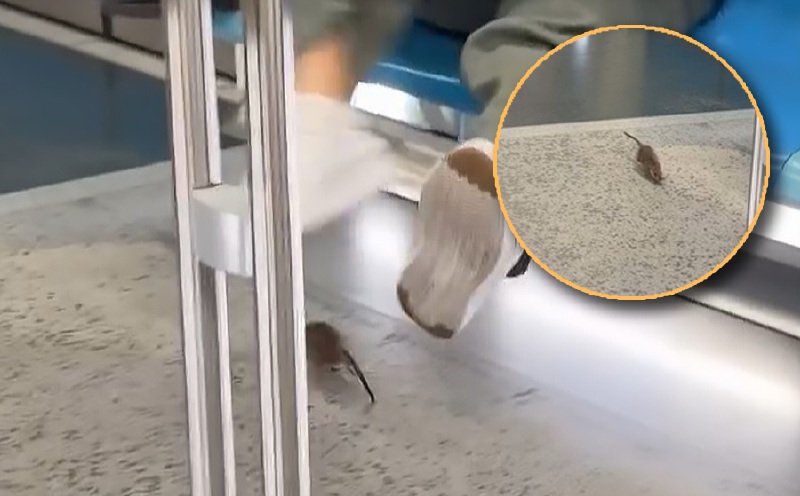 Rat in MRT coach shows why we shouldn't eat and drink inside trains