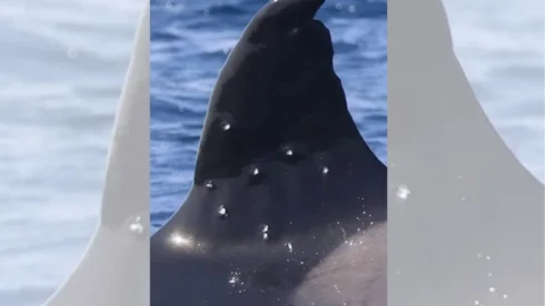 Famous Iberian Orc pictured with ‘shotgun’ wounds in the Strait of Gibraltar