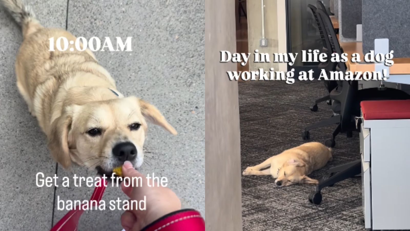 Meet Leo, the Amazon ’employee’ who gets treats, naps and walks during workday