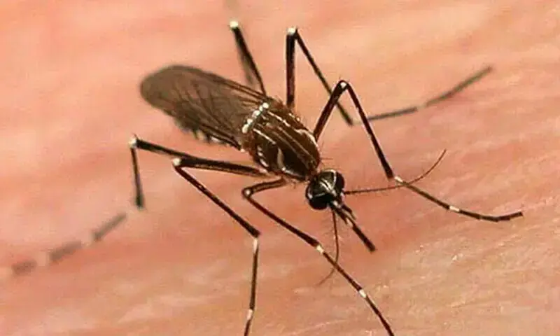 Dengue tally reaches seven in Rawalpindi