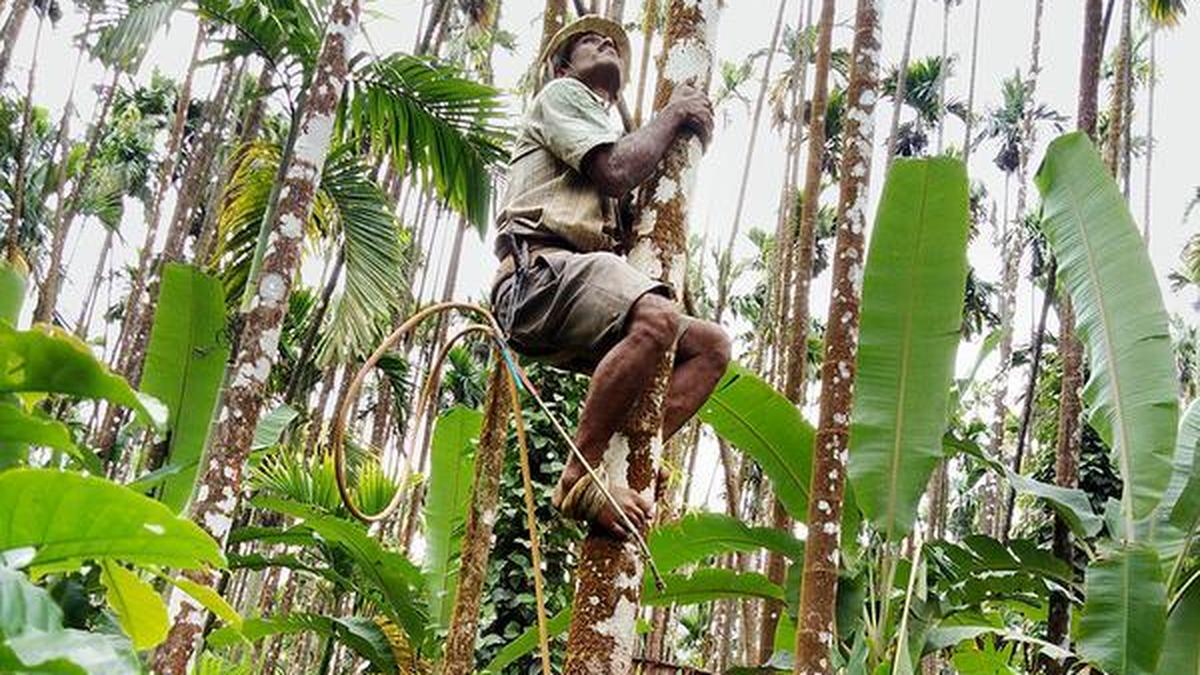 Politicians from areca growing areas oppose ban on sale of gutka, pan masala