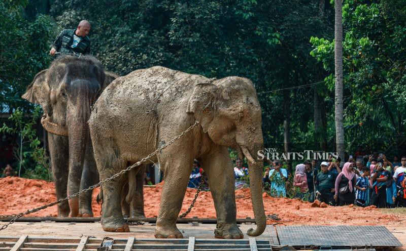 Stray elephant safely relocated from Terengganu to Royal Belum State Park