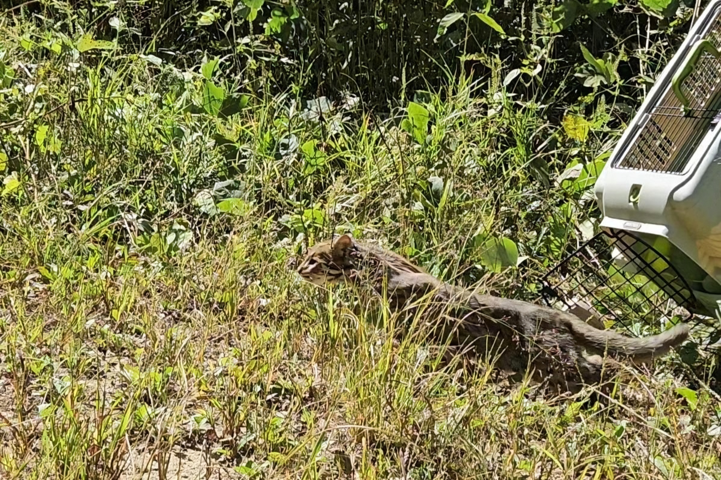 Gyeonggi Province returns 16 rehabilitated wild animals to nature
