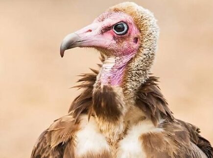 The vulture of silence – Kurom Ayɛ Dinn – Occasional Kwatriot Kwesi Yankah writes