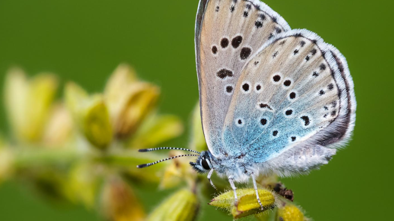 Britain brought back extinct butterfly; population has since surged 1,866%