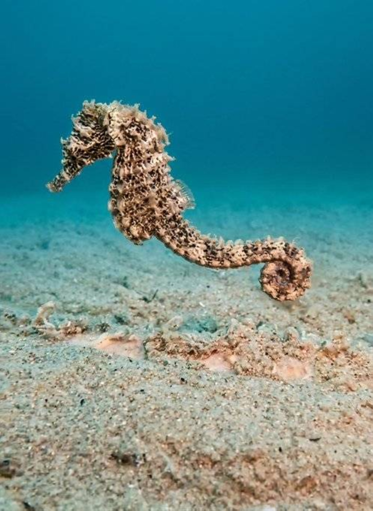 Ministry of Environment and Climate Change spots Seahorse inside Khor Al Adaid reserve
