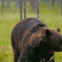 Wildlife expert: Rising bear numbers could increase risk of human attacks