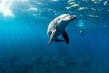 Lucky Sighting Captures Dolphins Using Empty Shells to Hunt Fish, a Rarely Seen Skill