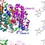 Understanding nature's 'dimmer switch': Study sheds new light on how algae regulate photosynthesis with pH