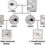 Complex suicidal somersault behavior in male redback spiders may be explained by surprisingly simple genetics