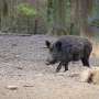 Controlling wild pigs can work if it's a group effort