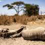 'How many will die?': The mysterious ailment killing Kenyan elephants