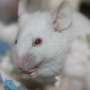 Mice bred to run three times farther show no fertility or lifespan cost