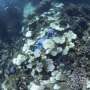 Marine heat waves are cooking our ocean ecosystems—and will only become more common