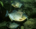 Piranha drama: boy, 8, hooks fearsome exotic fish in Pennsylvania lake