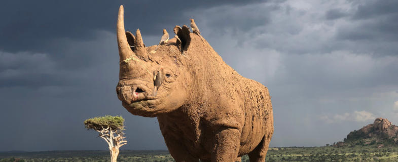 Kenya conservation film ‘Rhino’ to screen African premiere in Nairobi