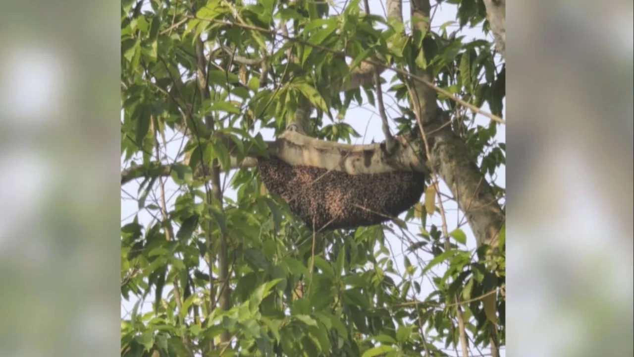 Giant 1-metre beehive found in Bukit Batok HDB estate, residents raise safety concerns