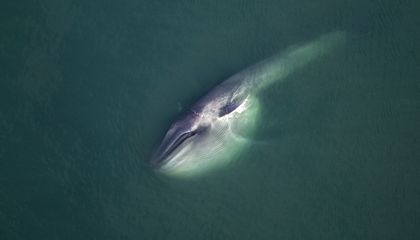 The Global Web of Subsea Cables That Connects the World Can Now Detect Whales—Even When They're Silent