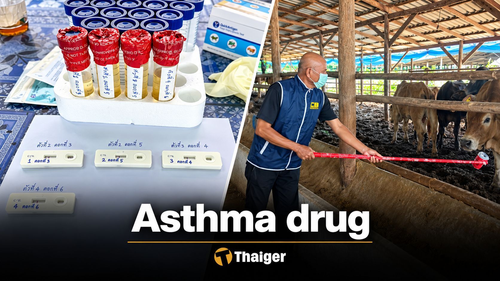 Asthma drug in your steak: Thai police break up network doping cattle with salbutamol