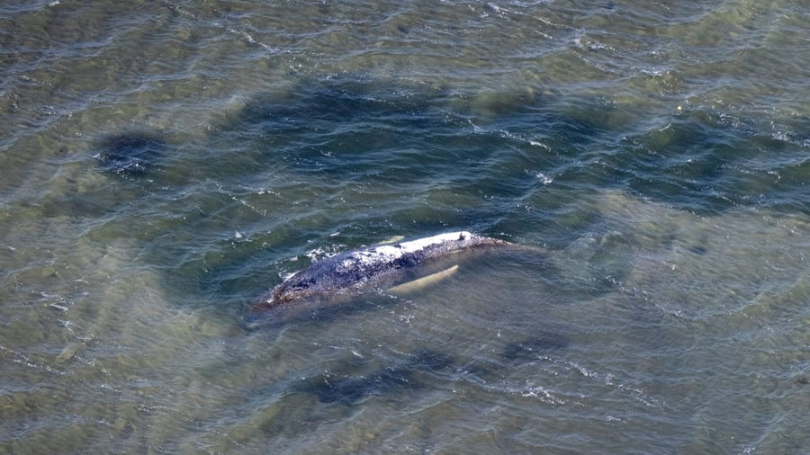 Whale found: Dead humpback whale in the Greifswalder Bodden