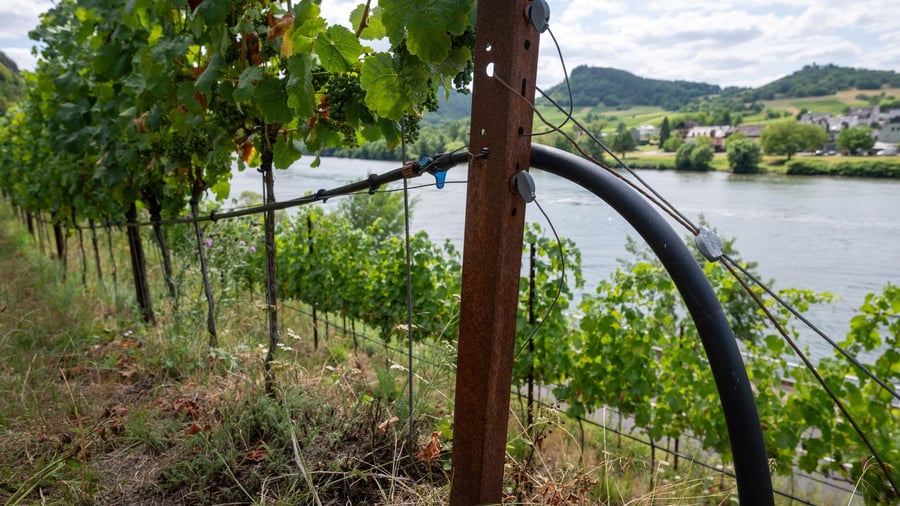 Before the grape harvest: Winegrowers' Association expects "a qualitatively outstanding vintage"