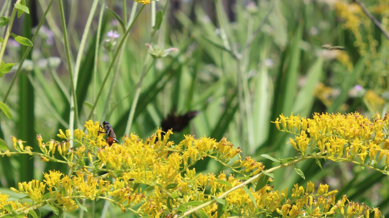 Florida wildfire burned forest; months later, wildflowers and pollinators returned