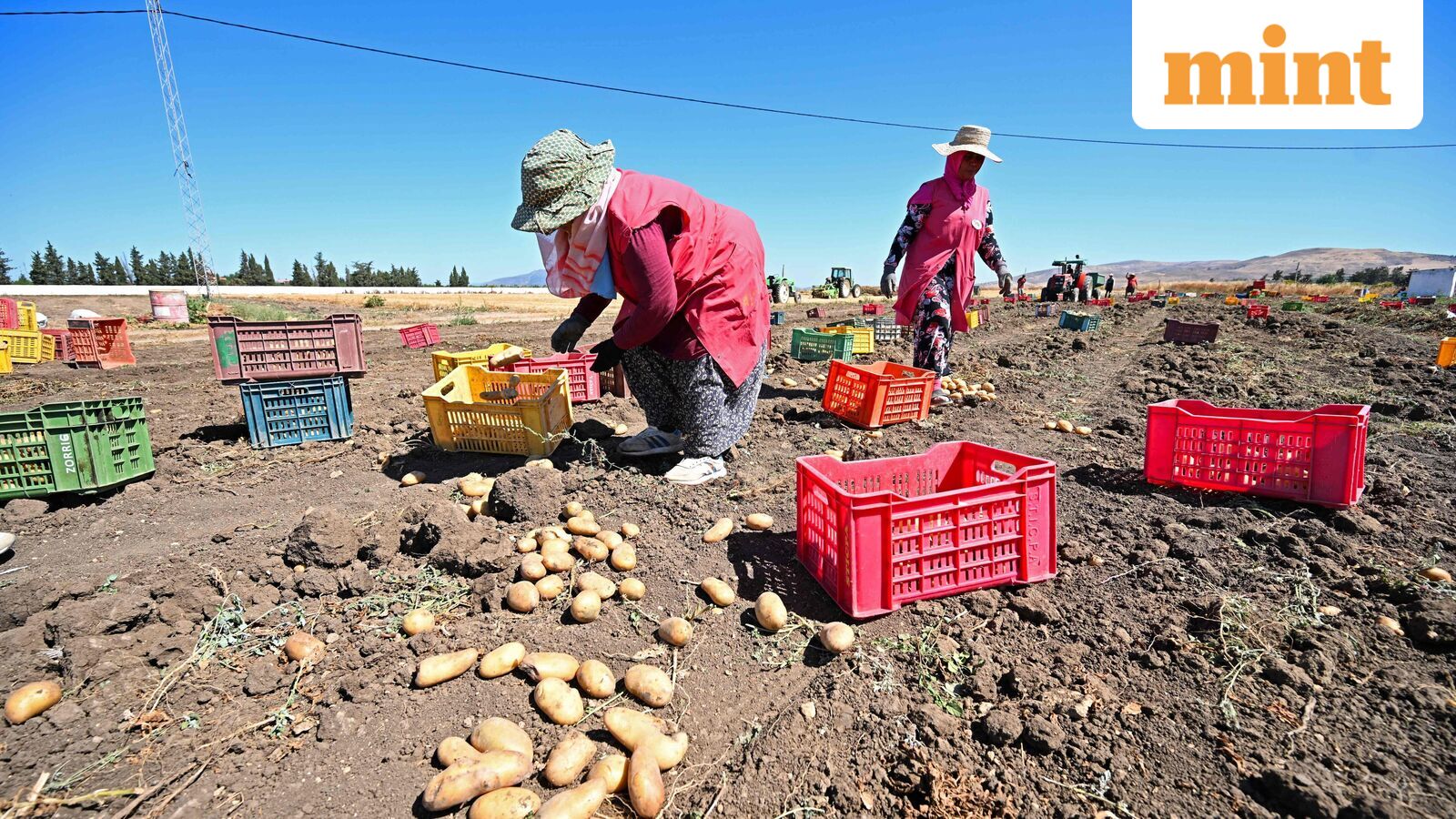 Record heatwave grips Asia as potatoes ‘boil’ in fields, lions perish