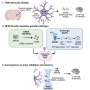 Astrocytes directly regulate brain circuits that consolidate memories during sleep, study reveals