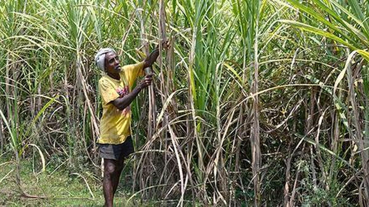 ISMA partners with ICAR’s sugarcane research centre to set up seed production centre
