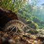 Caffeine pollution could disrupt crustacean defenses against predators